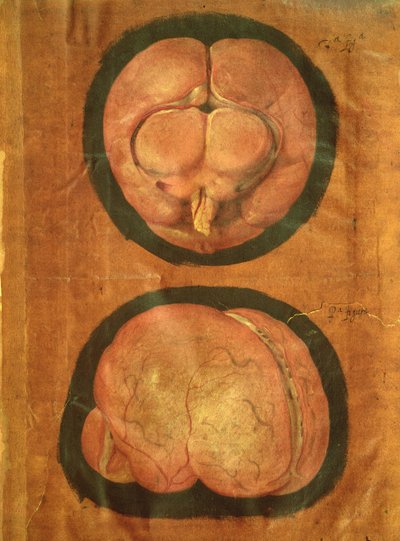 Dibujo anatómico del cerebro humano de Hieronymus Fabricius ab Aquapendente